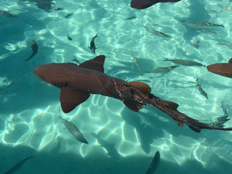 Ss Nurse Shark Compass Cay Yachtcreators Blog