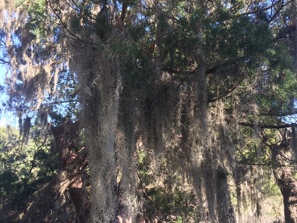 SS3 - Jekyll Island -3 - moss draped oaks