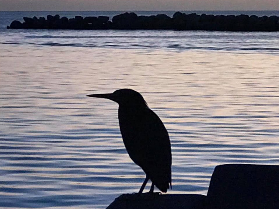 Sunset bird at Highbourne Cay