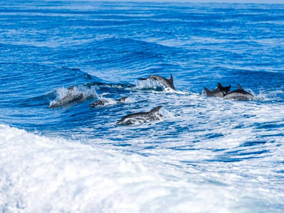 Dolphins in our wake
