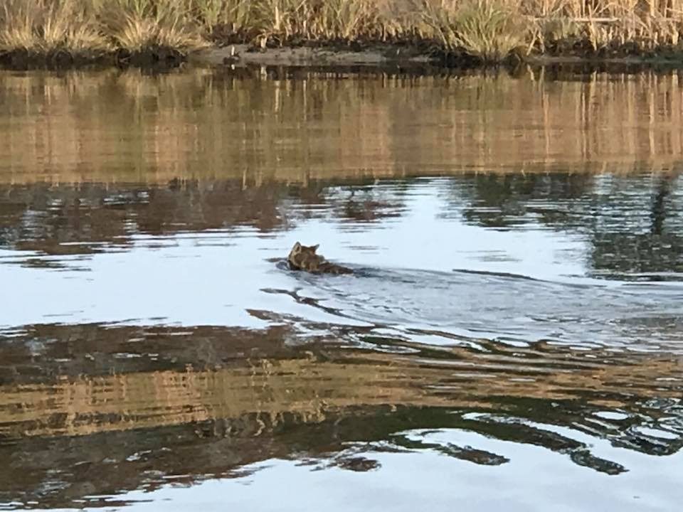 Swimming fox on the Alligator-Pungo Canal