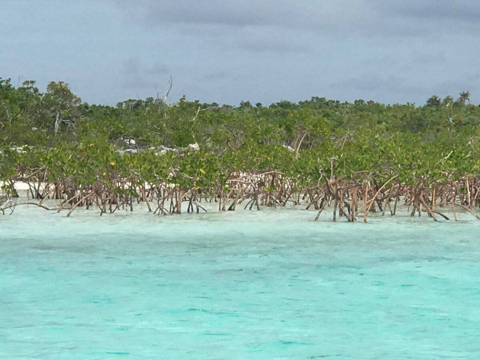 Shroud - mangrove dinghy ride