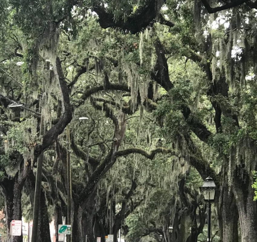 Savannah - moss draped oaks